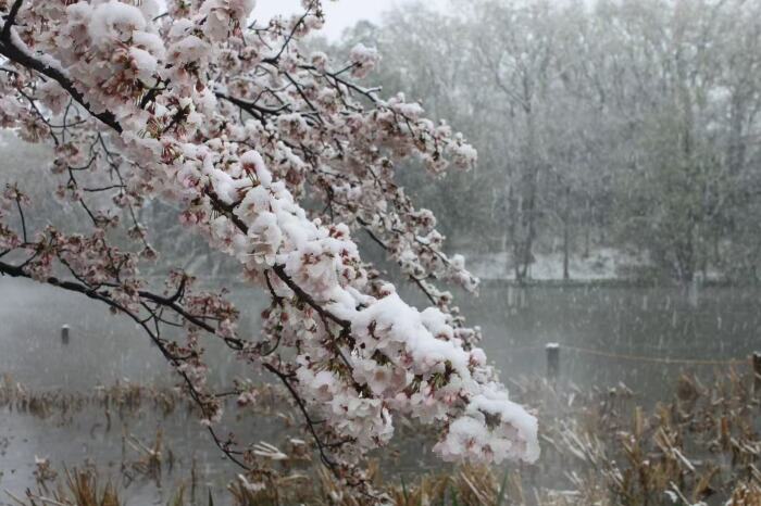 02杨小桂 樱花挂雪.jpeg