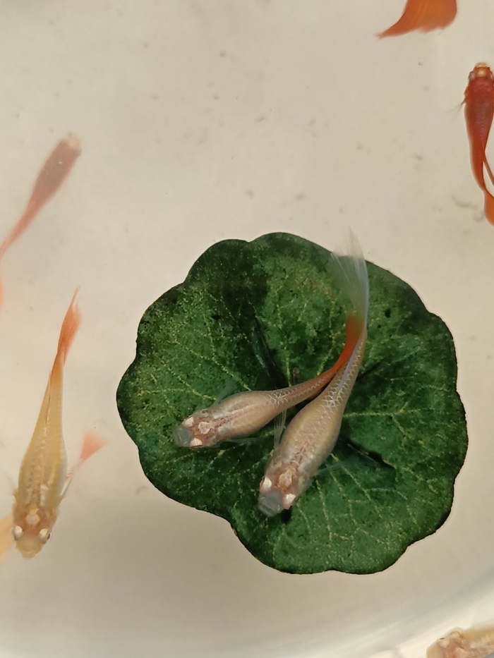 12蔡素芝.jpg