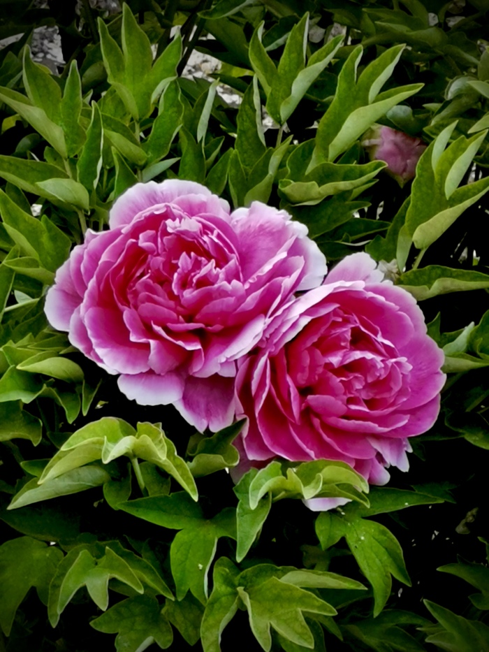 3刘占芳 花开并蒂.jpg